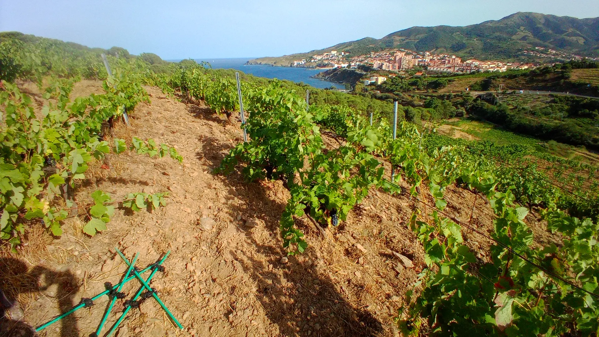 Domaine du Traginer (8)