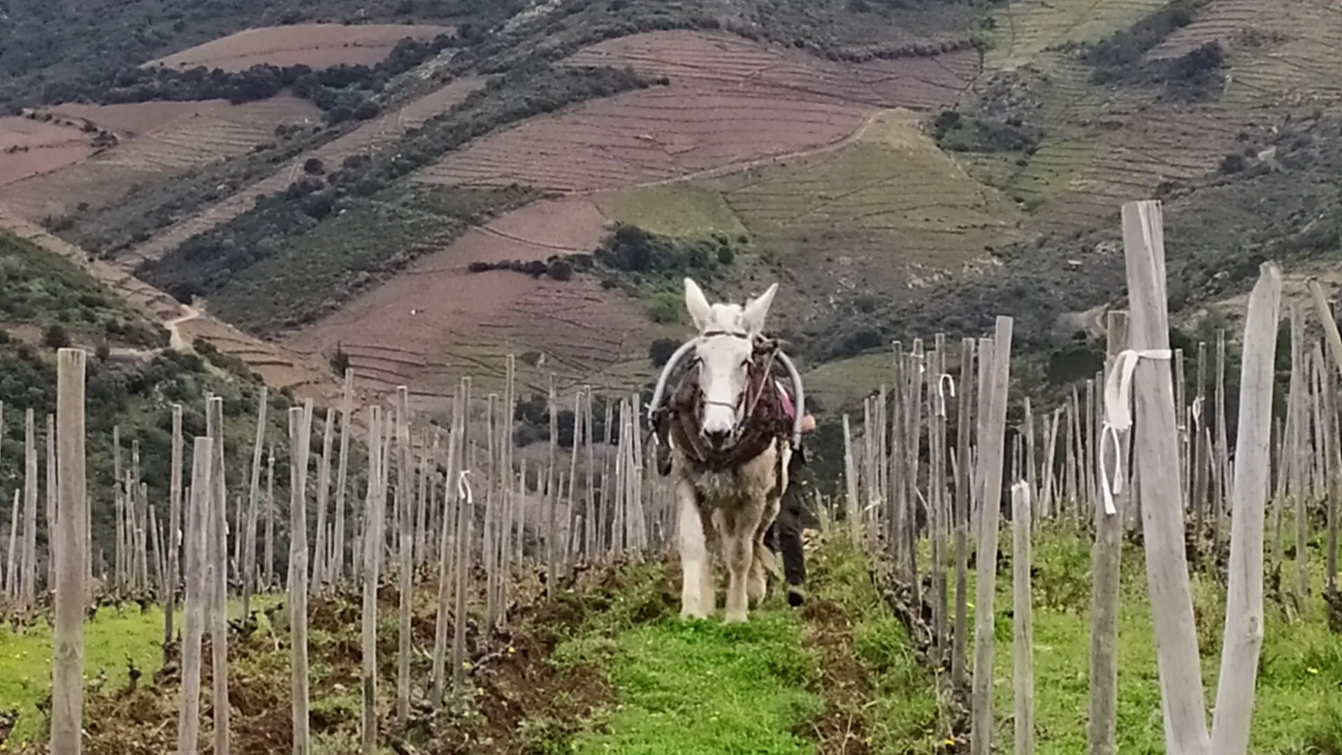 Domaine du Traginer (10)