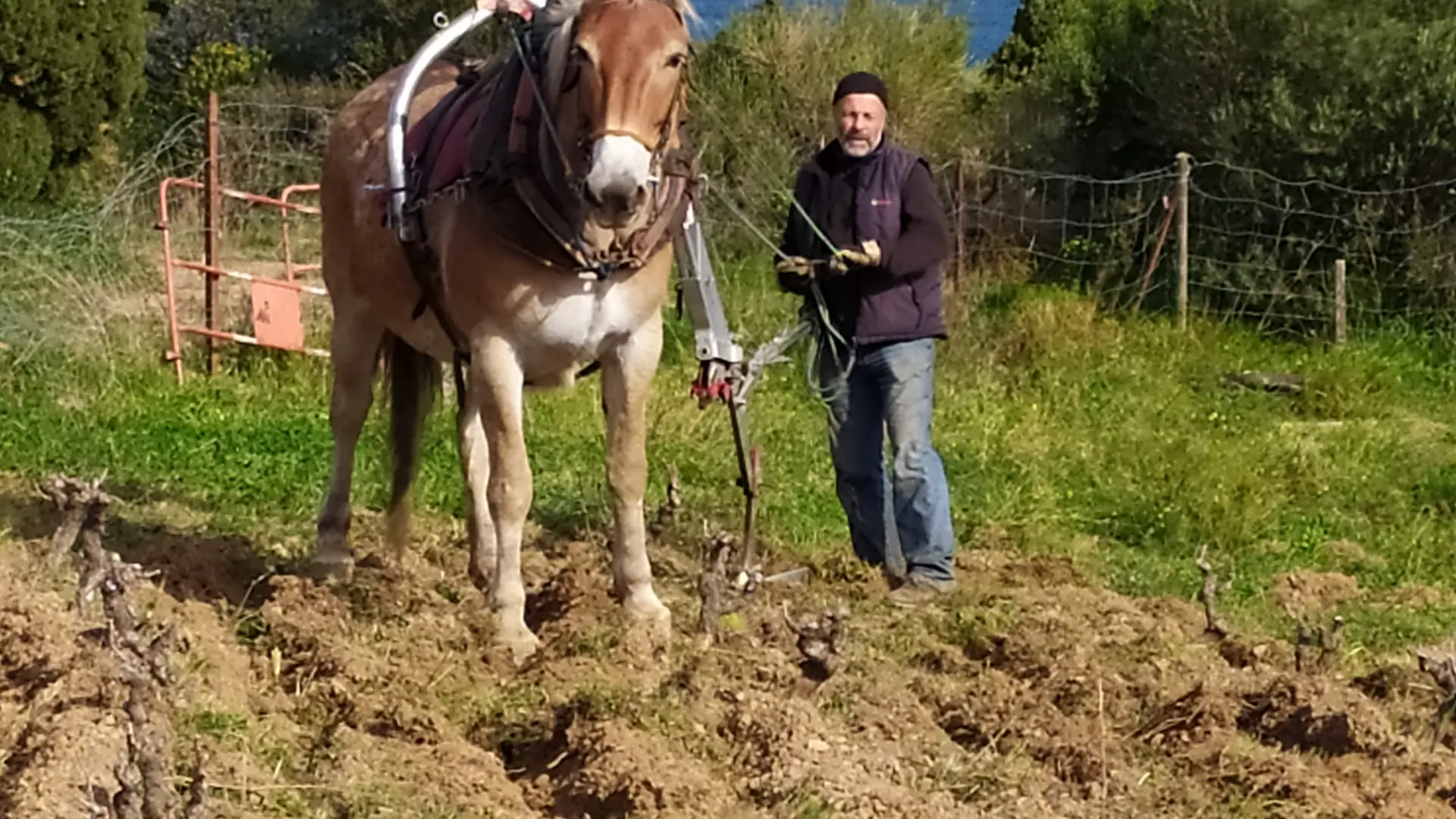Domaine du Traginer (11)