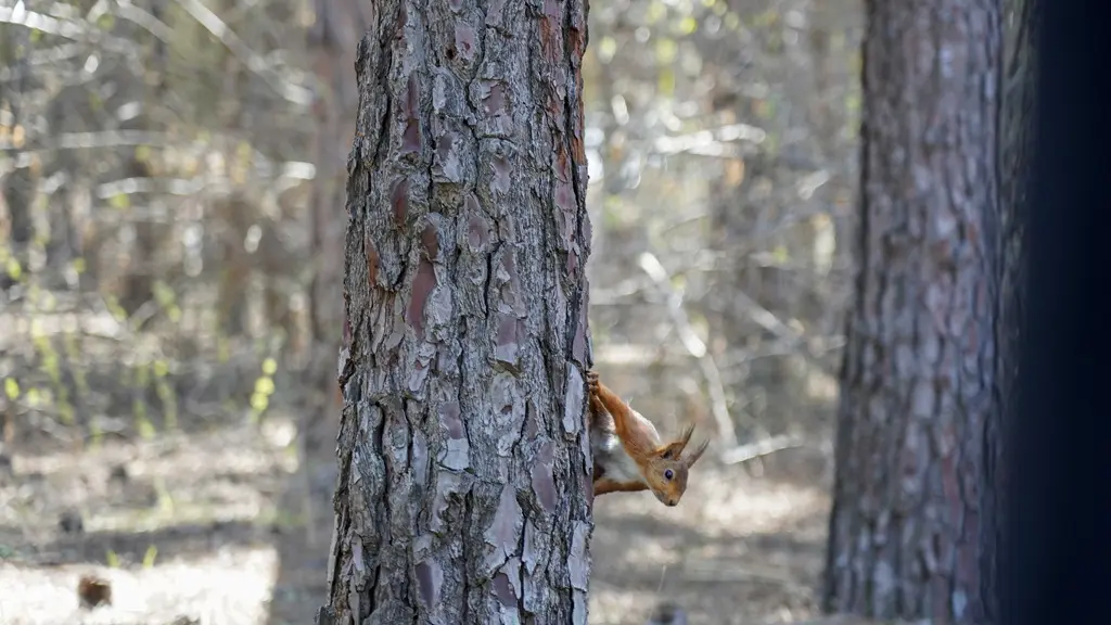 PORT BARCARES PINEDE