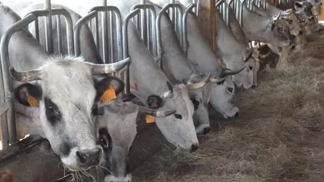 FB_IMG_1463340778909