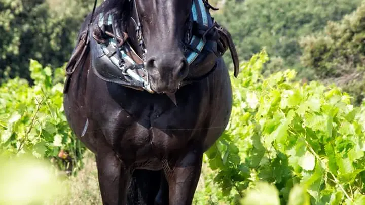 FB_IMG_1498084209338