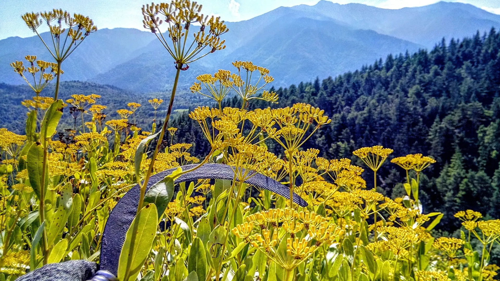 Floraluna Distillerie des Altitudes (42)