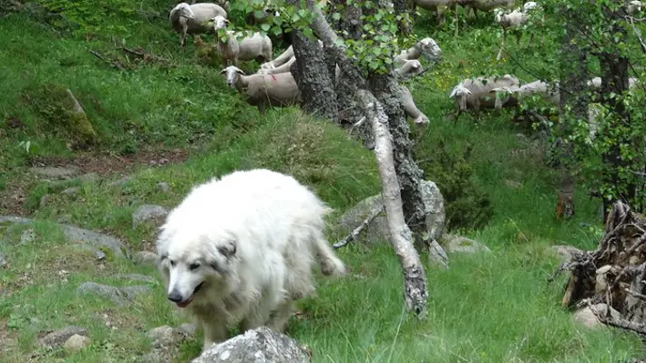 Fromagerie Cal Rous 5