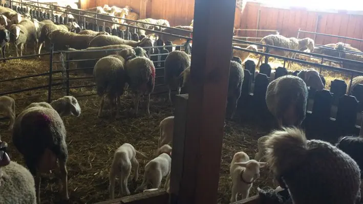 Fromagerie Cal Rous4