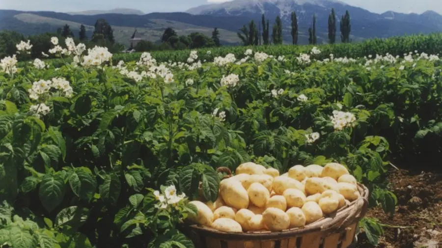 GAEC du Mas Blanc  1