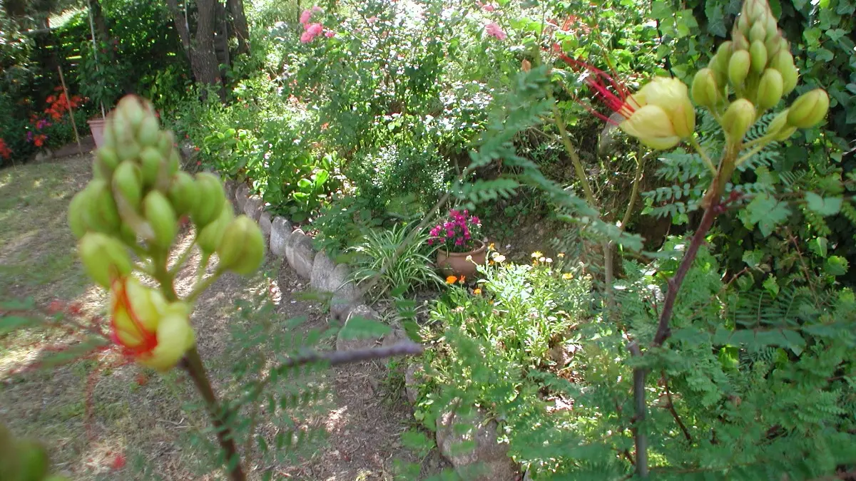 HLOLAR066FS002GK_17