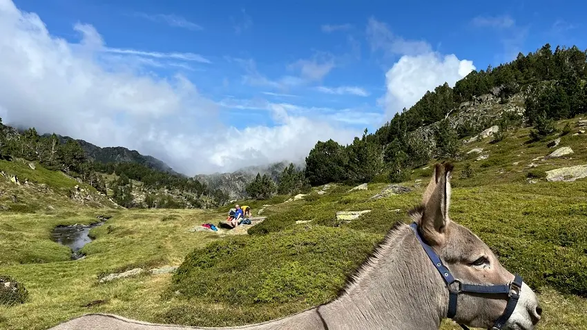 Les ânes du Tres Estelles