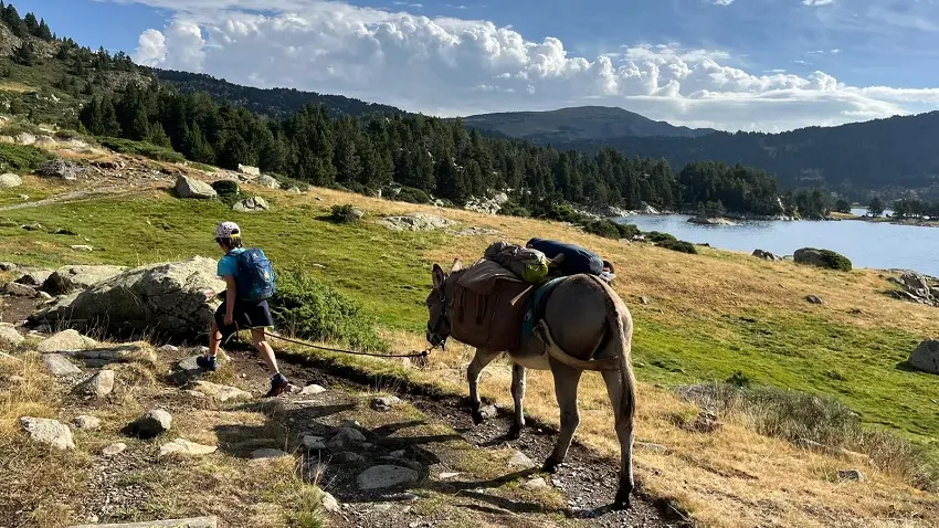 Les ânes du Tres Estelles
