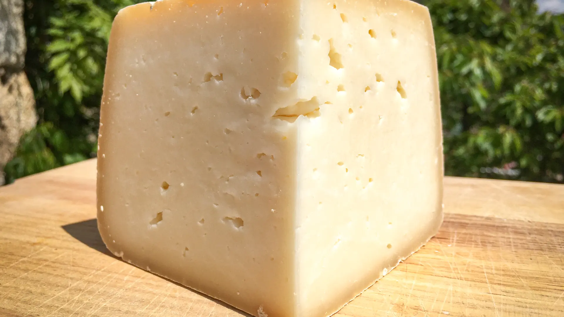 Tome au lait cru de Brebis