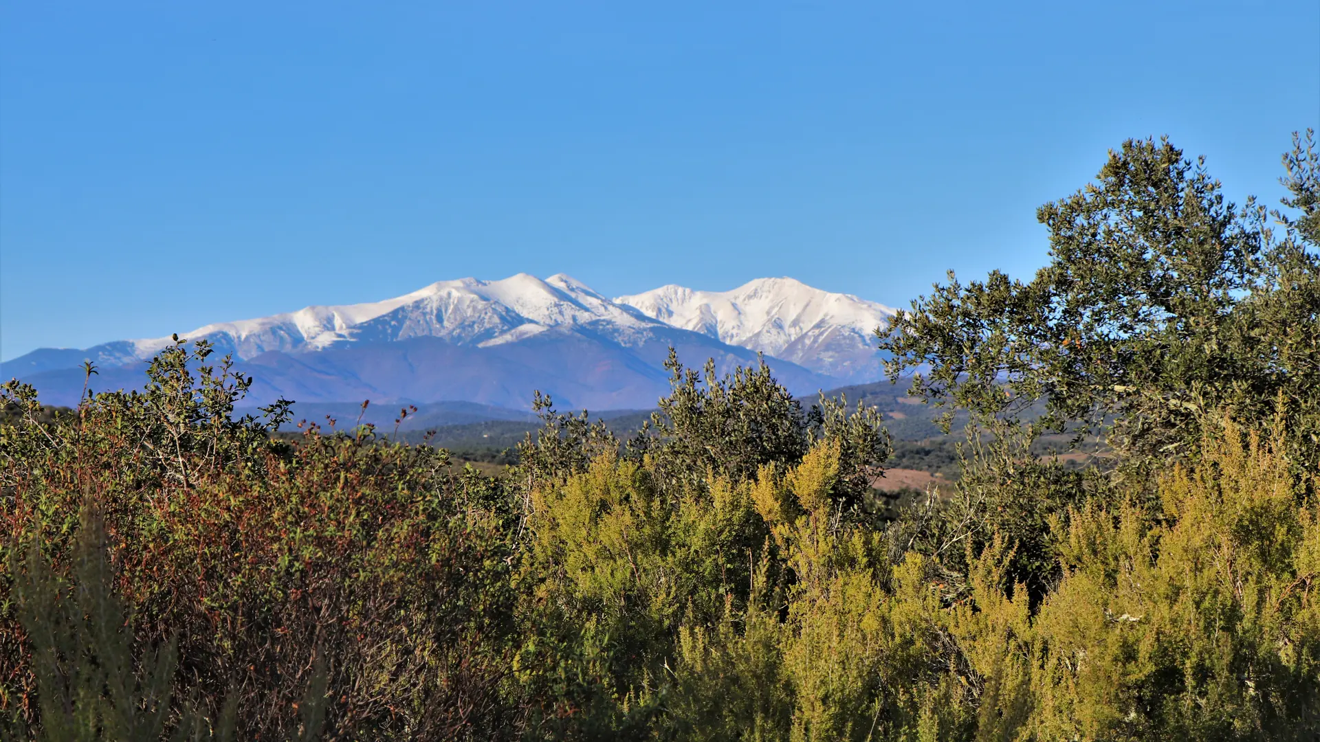 Pla del Rey - Bataille du Boulou