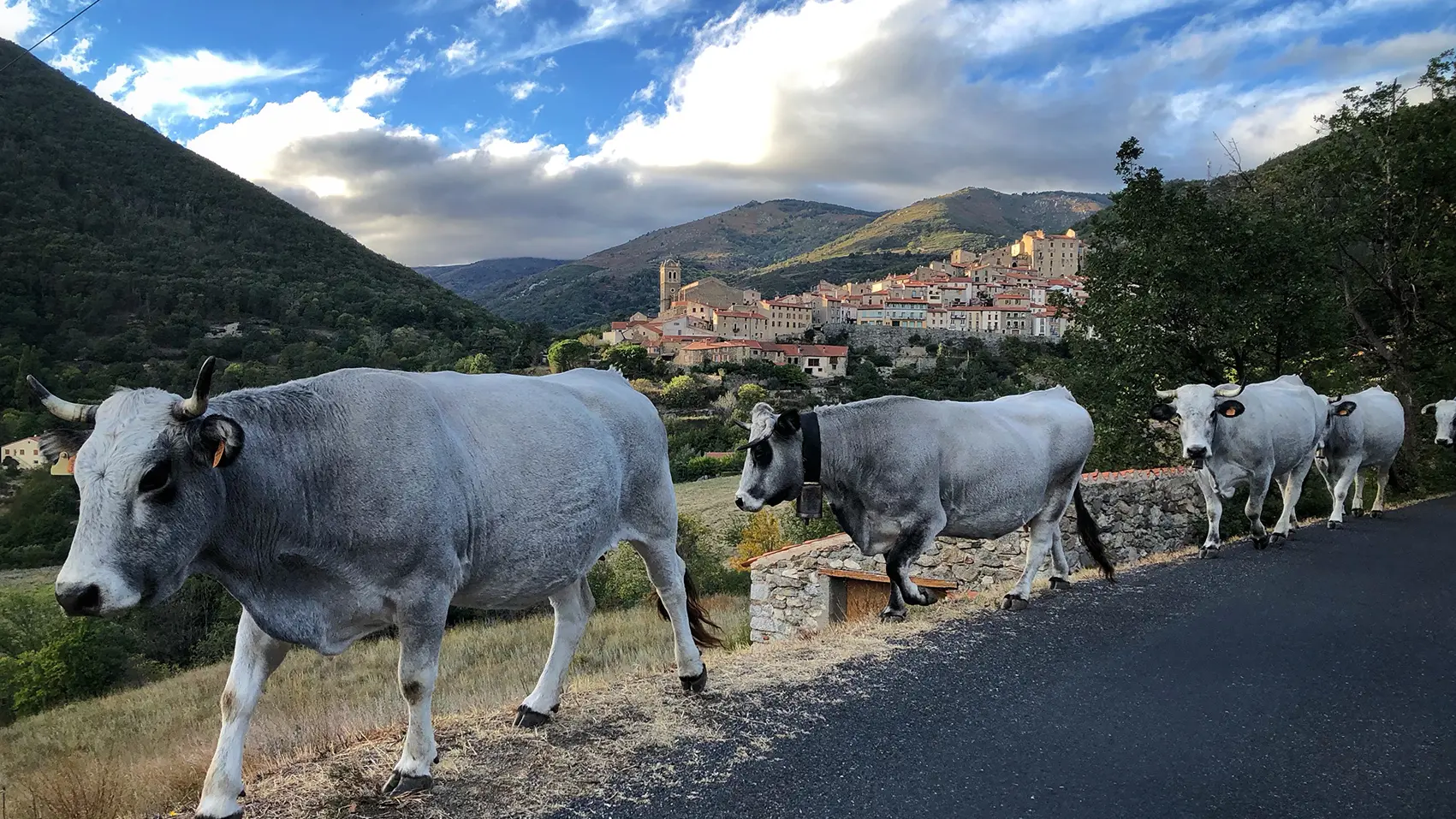 Les vaches et le village de Mosset