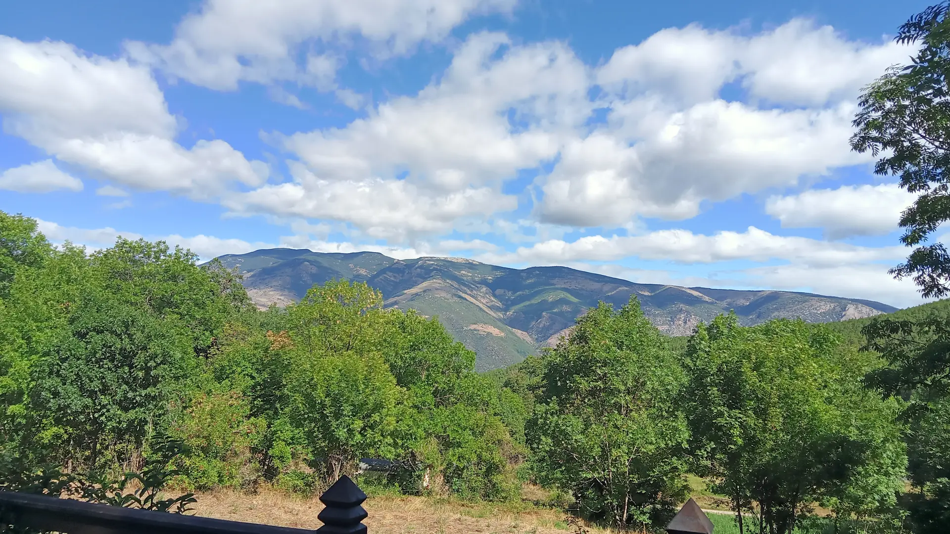 Nid d'amour en forêt