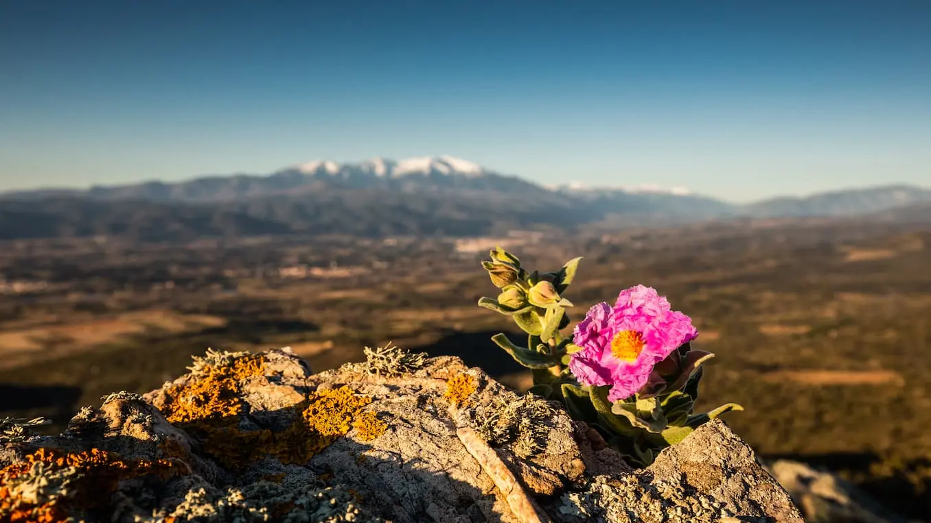 JCMILHET_BalconsNordCanigo_vue_du_Forca_Real_fleur