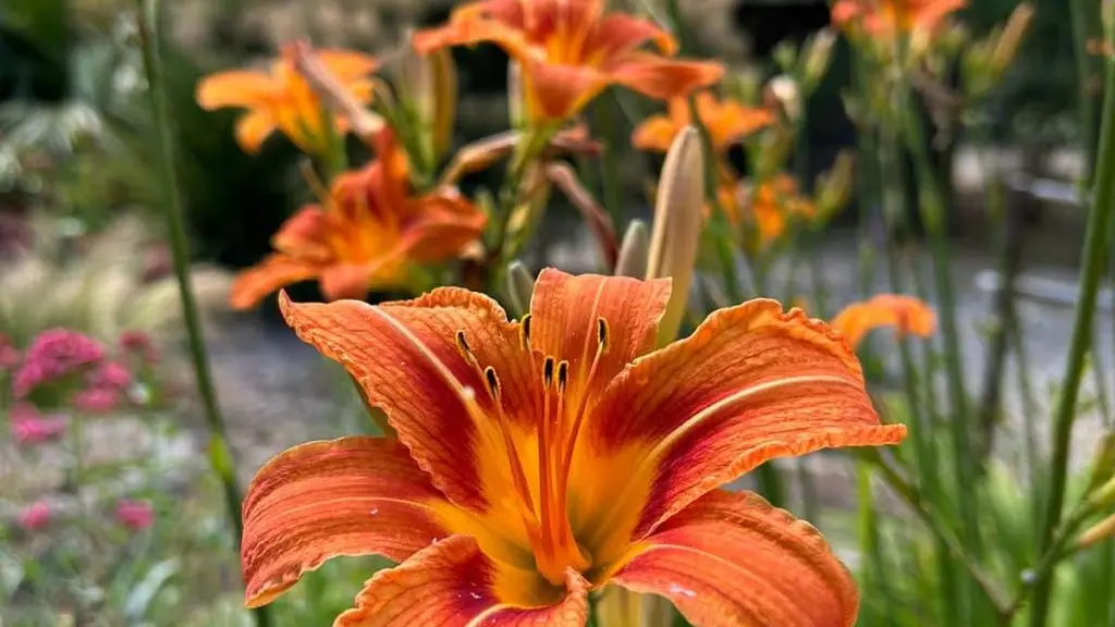 Jardin Exotique de Ponteilla (9) (002)