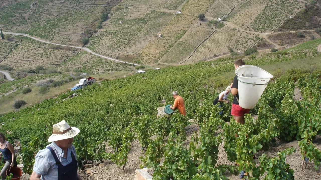 L'étoile-vendangeurs