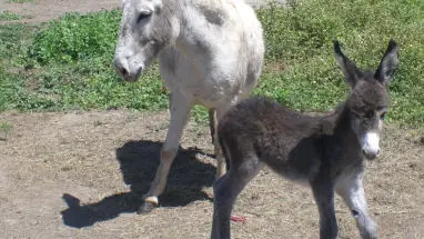 La Ferme aux Grandes Oreilles 4