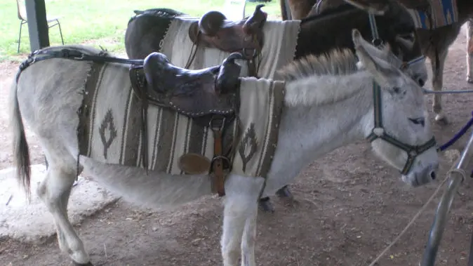 La Ferme aux Grandes Oreilles 5