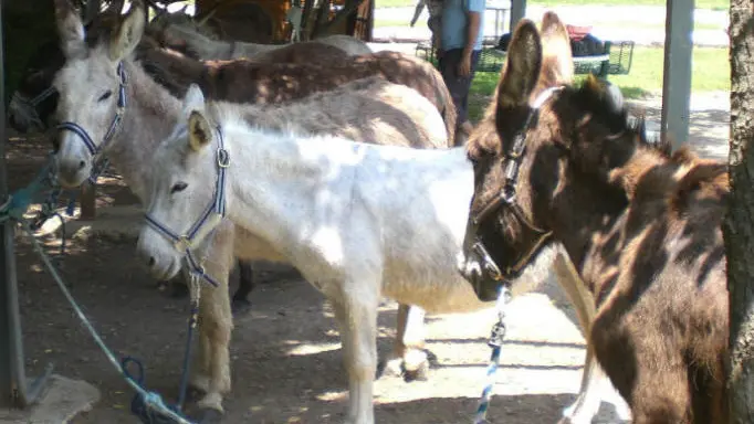 La Ferme aux Grandes Oreilles 2
