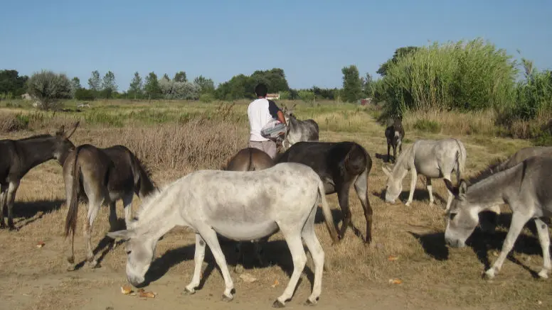 La Ferme aux Grandes Oreilles 3