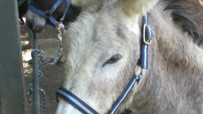 La Ferme aux Grandes Orreilles 1