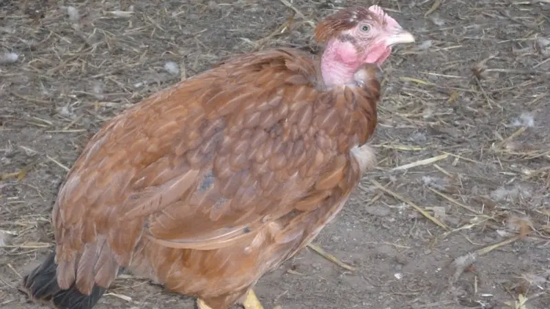 La Ferme du Jeantine