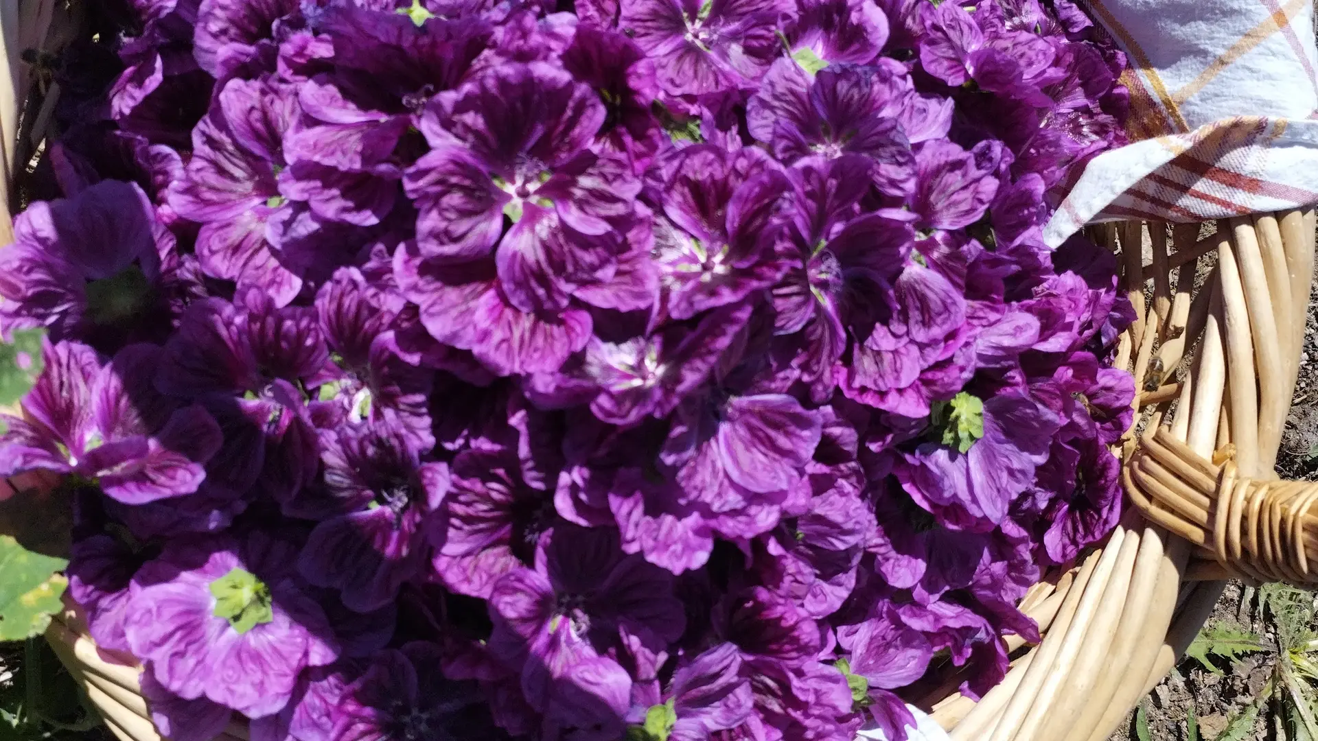 La Solana à Mantet (2)