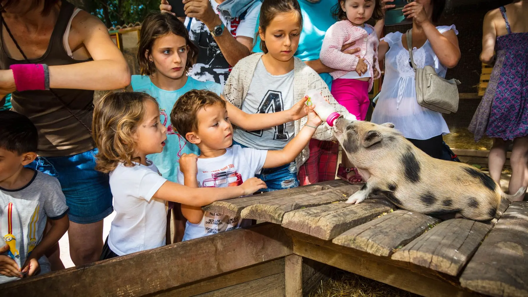 La-ferme-de-decouverte-de-Saint-Andre-Saint-Andre-12