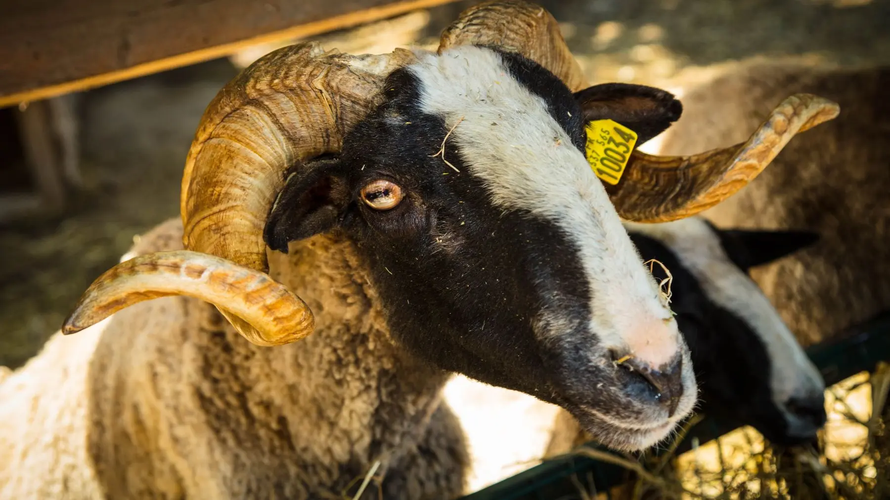 La-ferme-de-decouverte-de-Saint-Andre-Saint-Andre-20