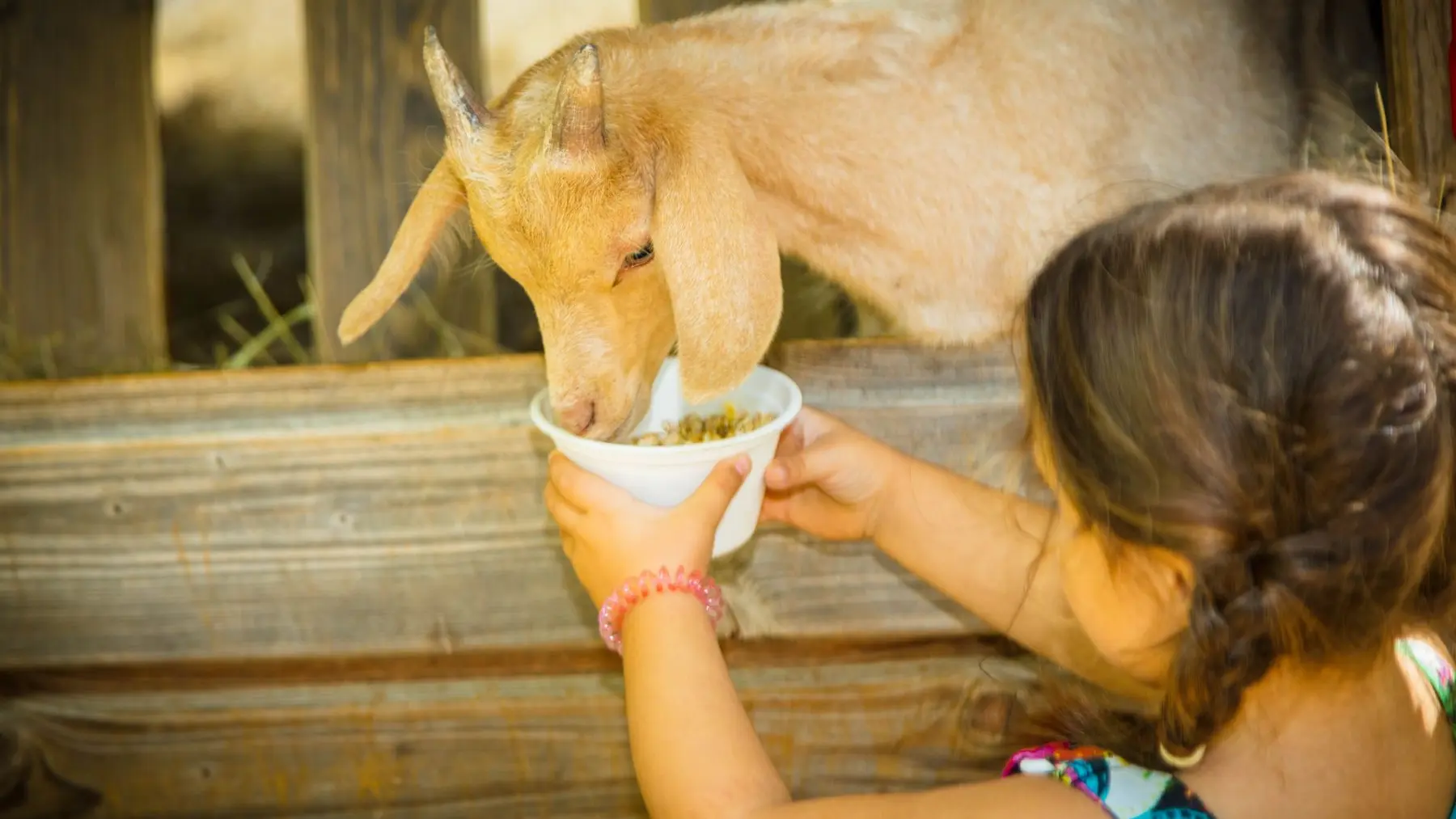 La-ferme-de-decouverte-de-Saint-Andre-Saint-Andre-5