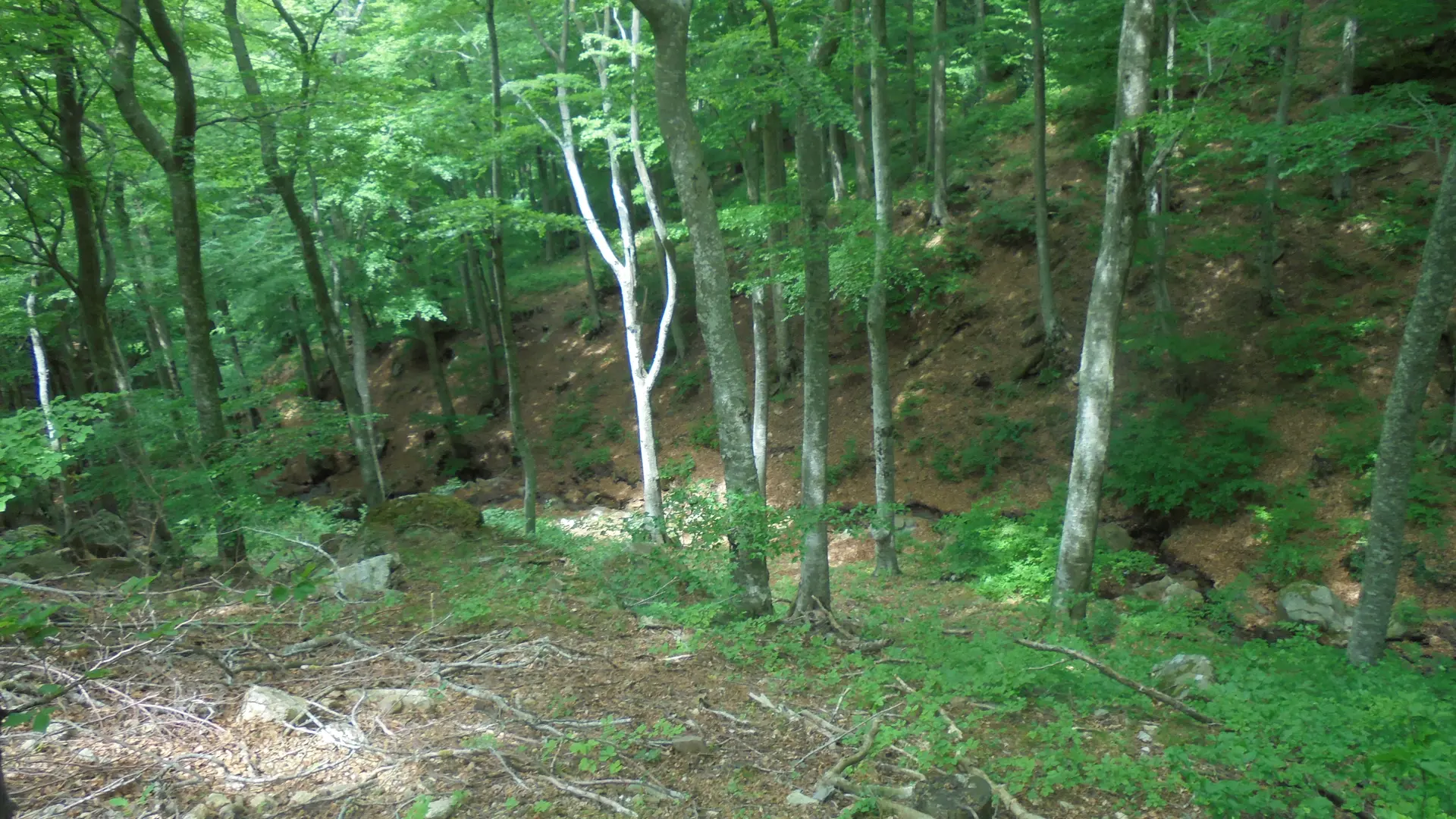 Ballade en montagne de Laroque des Albères