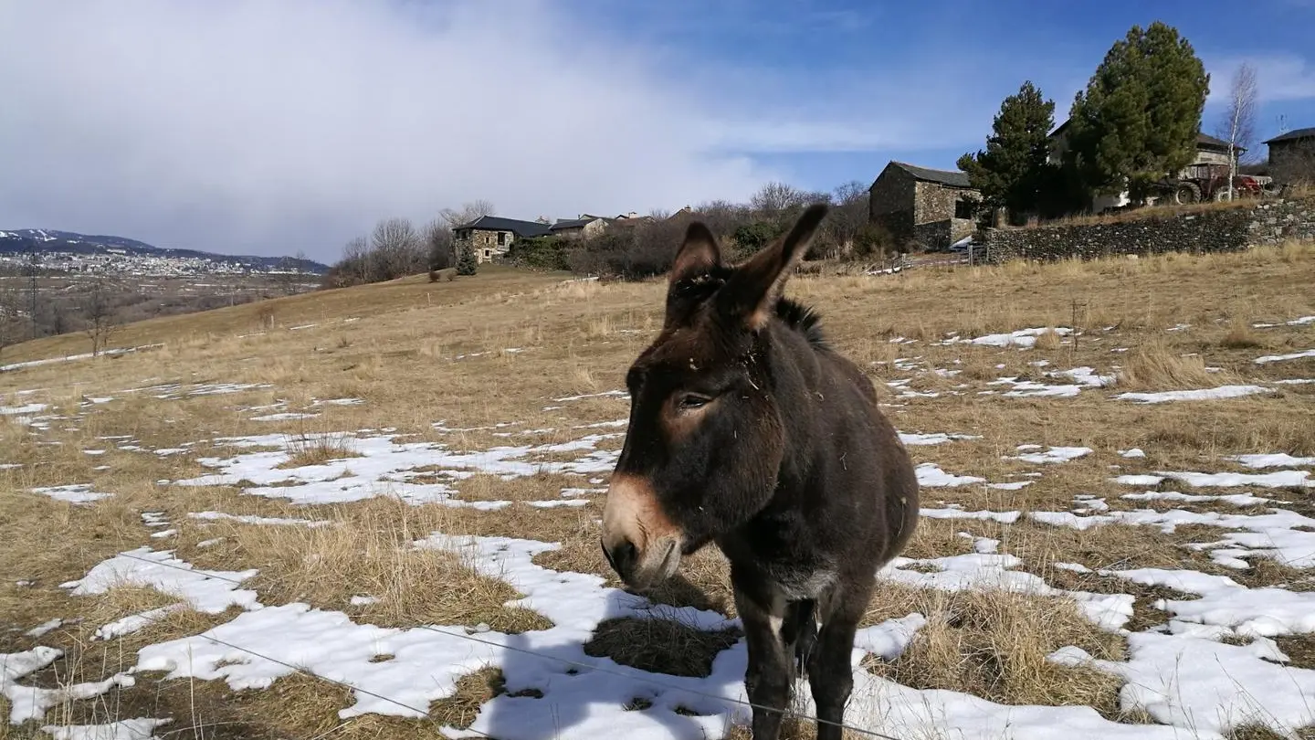 La piste forestière