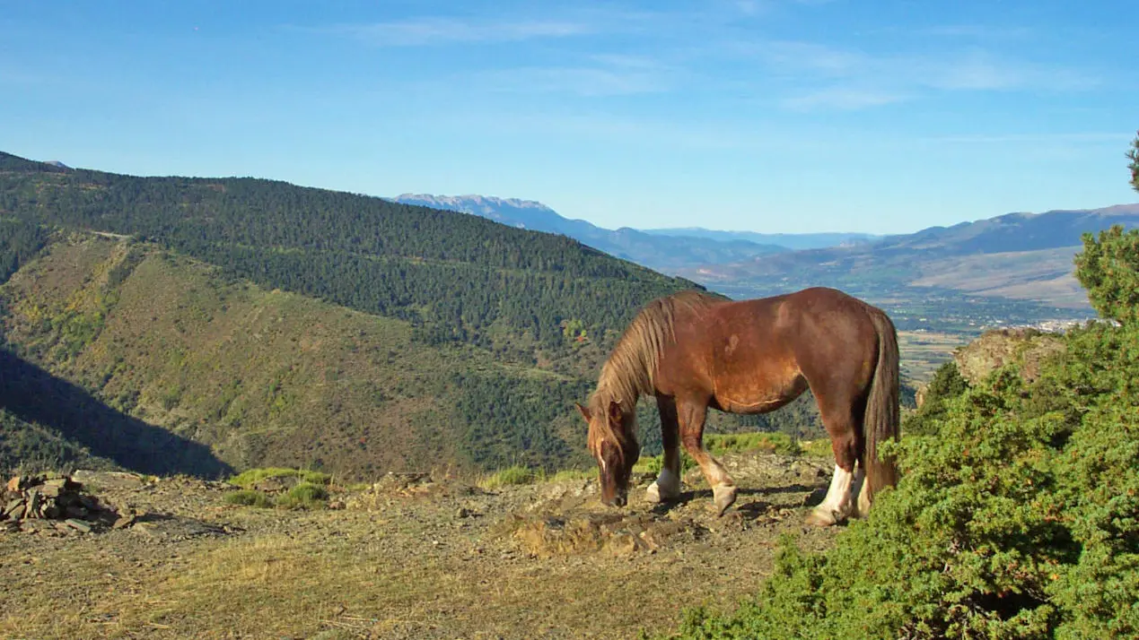 La piste forestière
