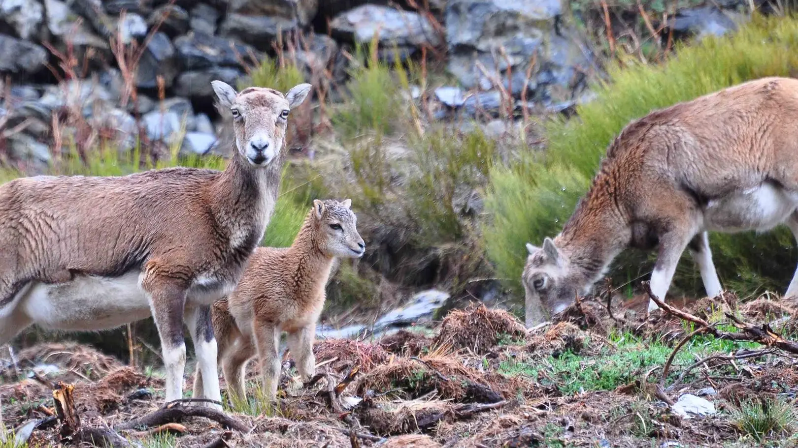 Le chemin des ingénieurs