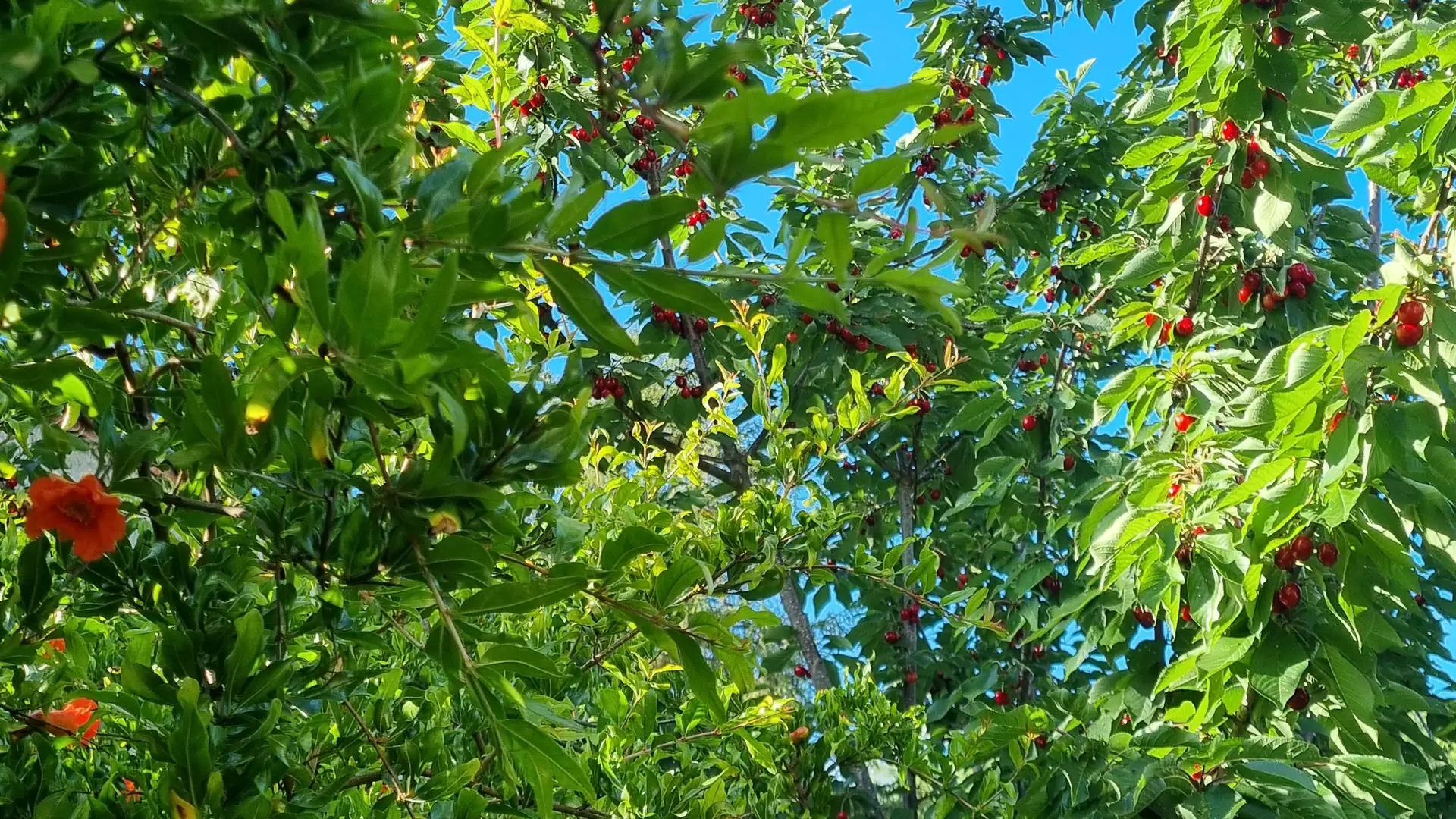 Le jardin début juin, cerises et grenadiers en fleur sous le ciel du Roussillon