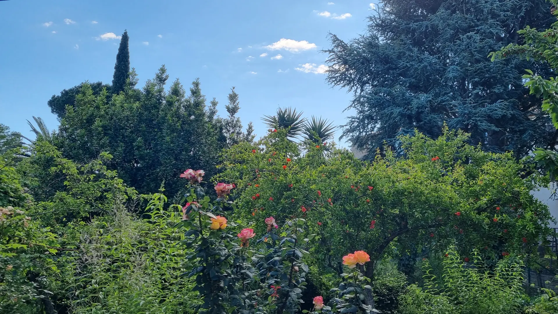 Le jardin début juin, roses et verveines