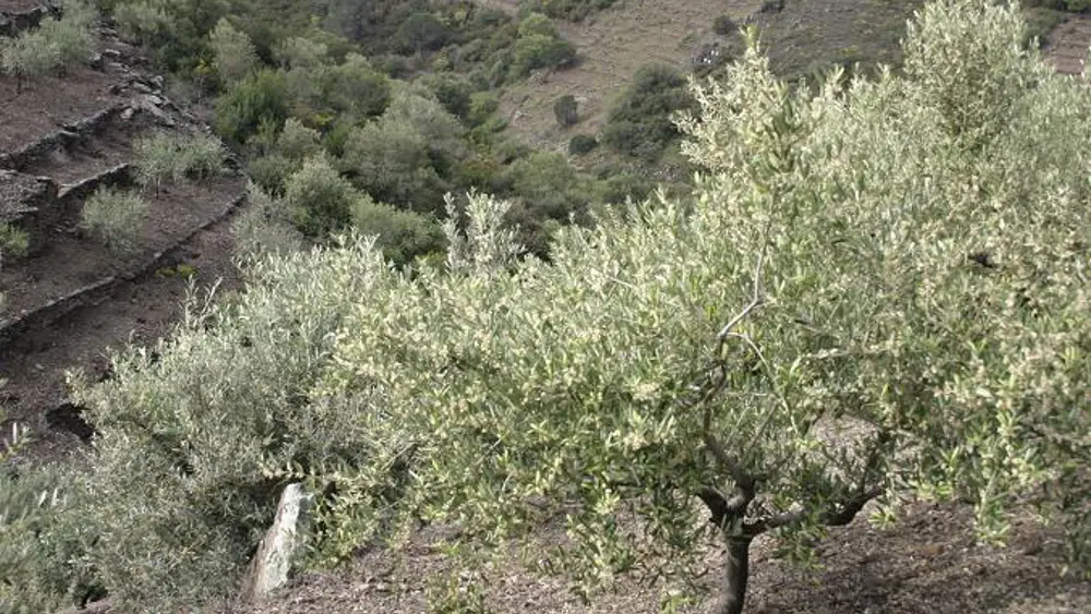 Les Oliveraies de la Baillaury 1