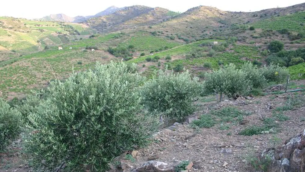 Les Oliveraies de la Baillaury 2