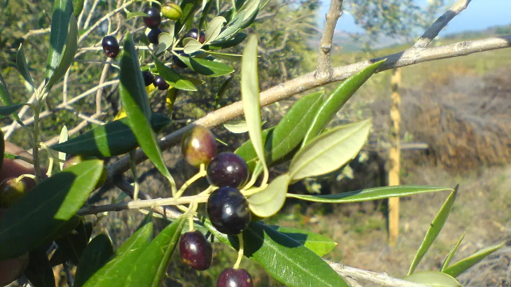 Les Oliveraies de la Baillaury 3