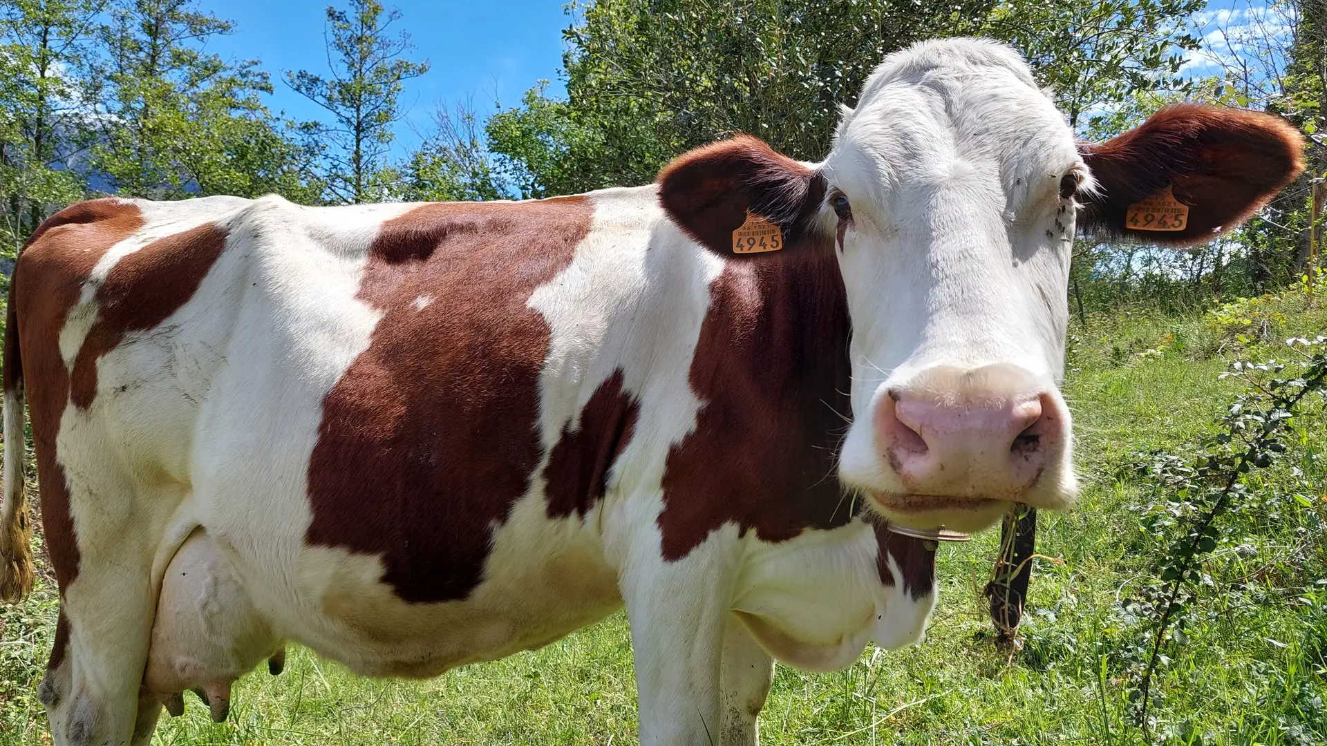Les vaches du Mas Guiter (1)