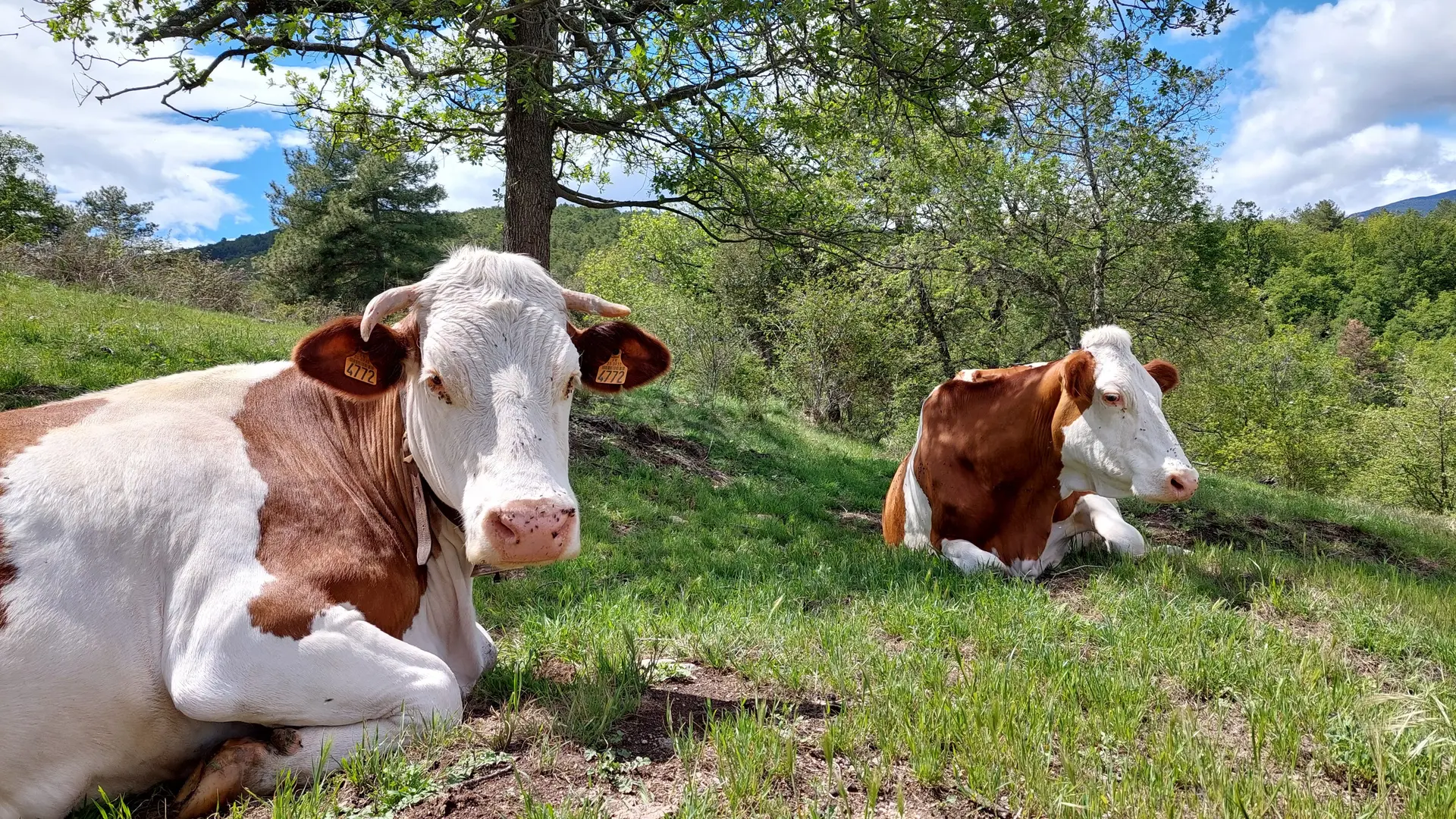 Les vaches du Mas Guiter (2)