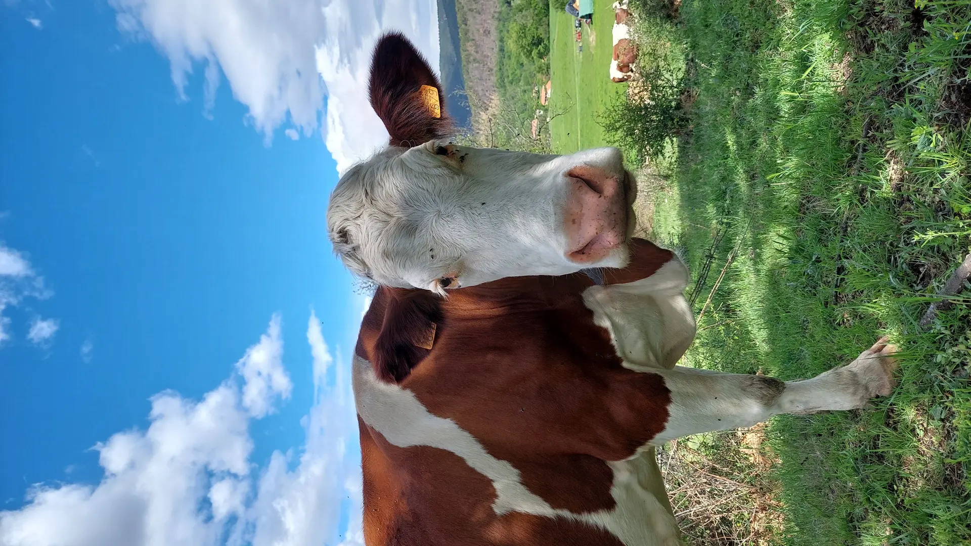 Les vaches du Mas Guiter (3)