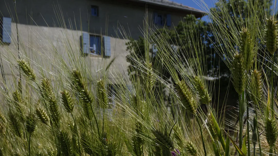 MDC Jardin 2021 Seigle 1 web