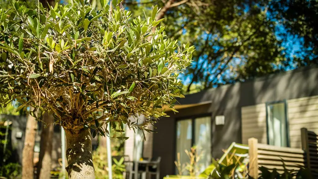 Ma prairie-Canet en Roussillon_12