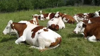 Mas Guiter Juin 2013 (11)