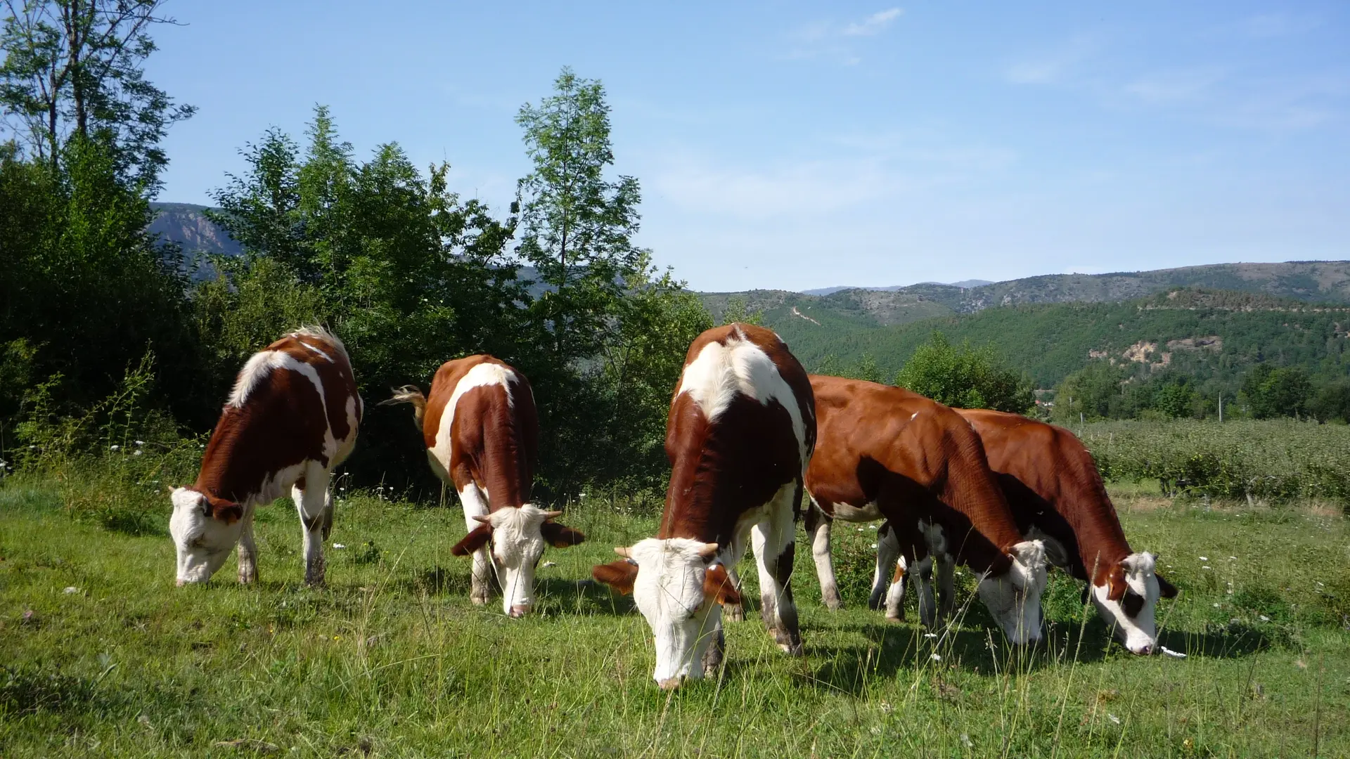 Mas Guiter10-08-2010 (34)