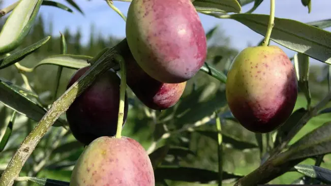 Mas-d-en-fabre-huile-des-orgues-branche-olive-ille-sur-tet-web
