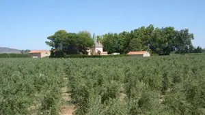 Moulin St Pierre Millas