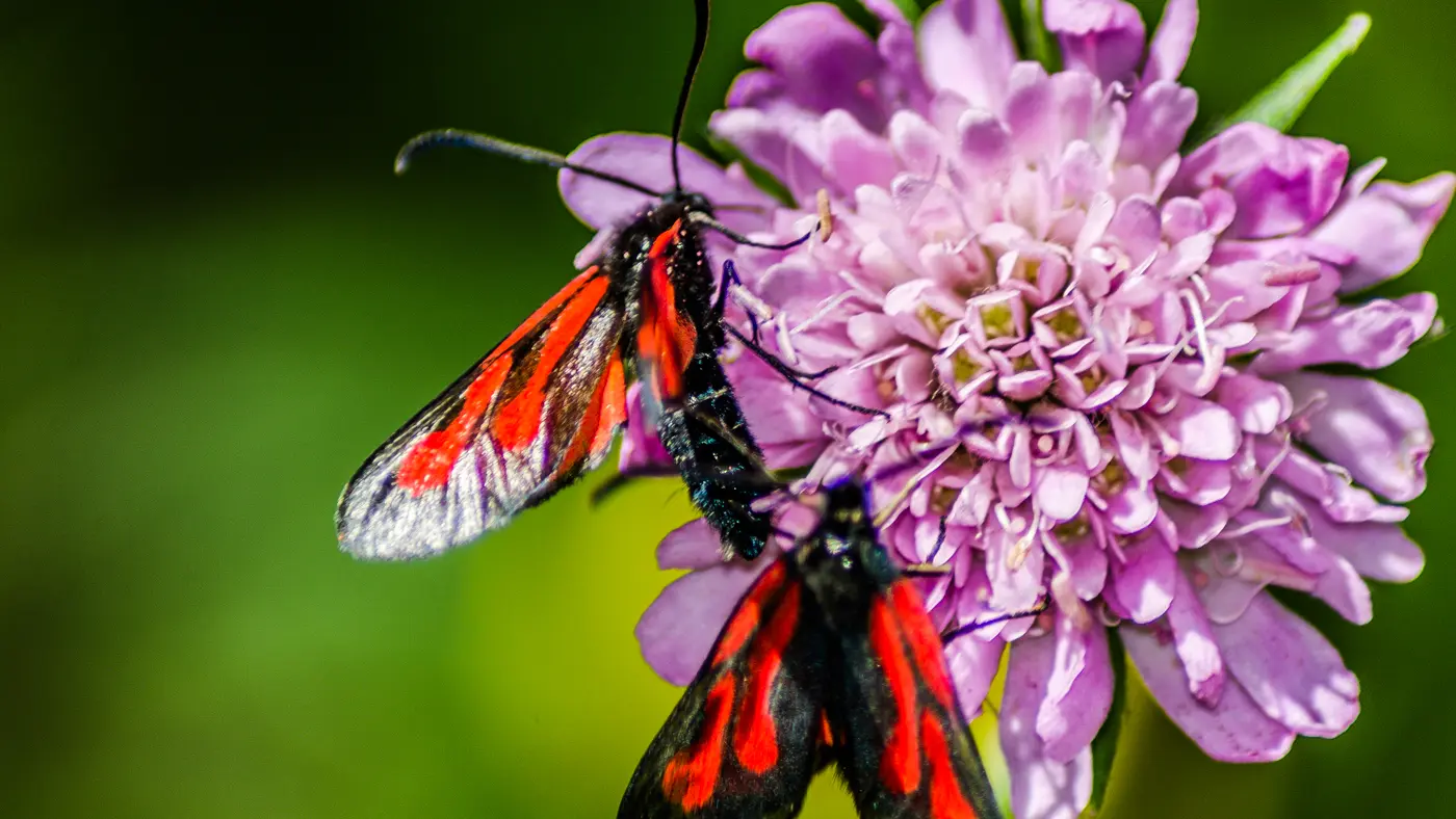 Nohèdes - estany del clot  (19)