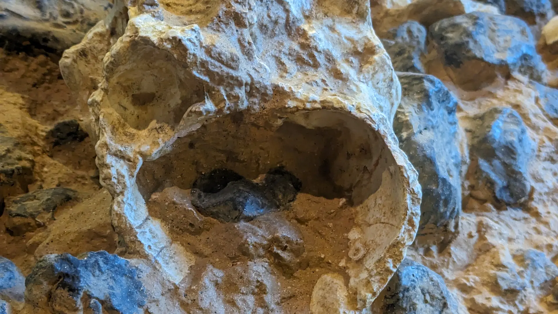 Sol crâne de Tautavel